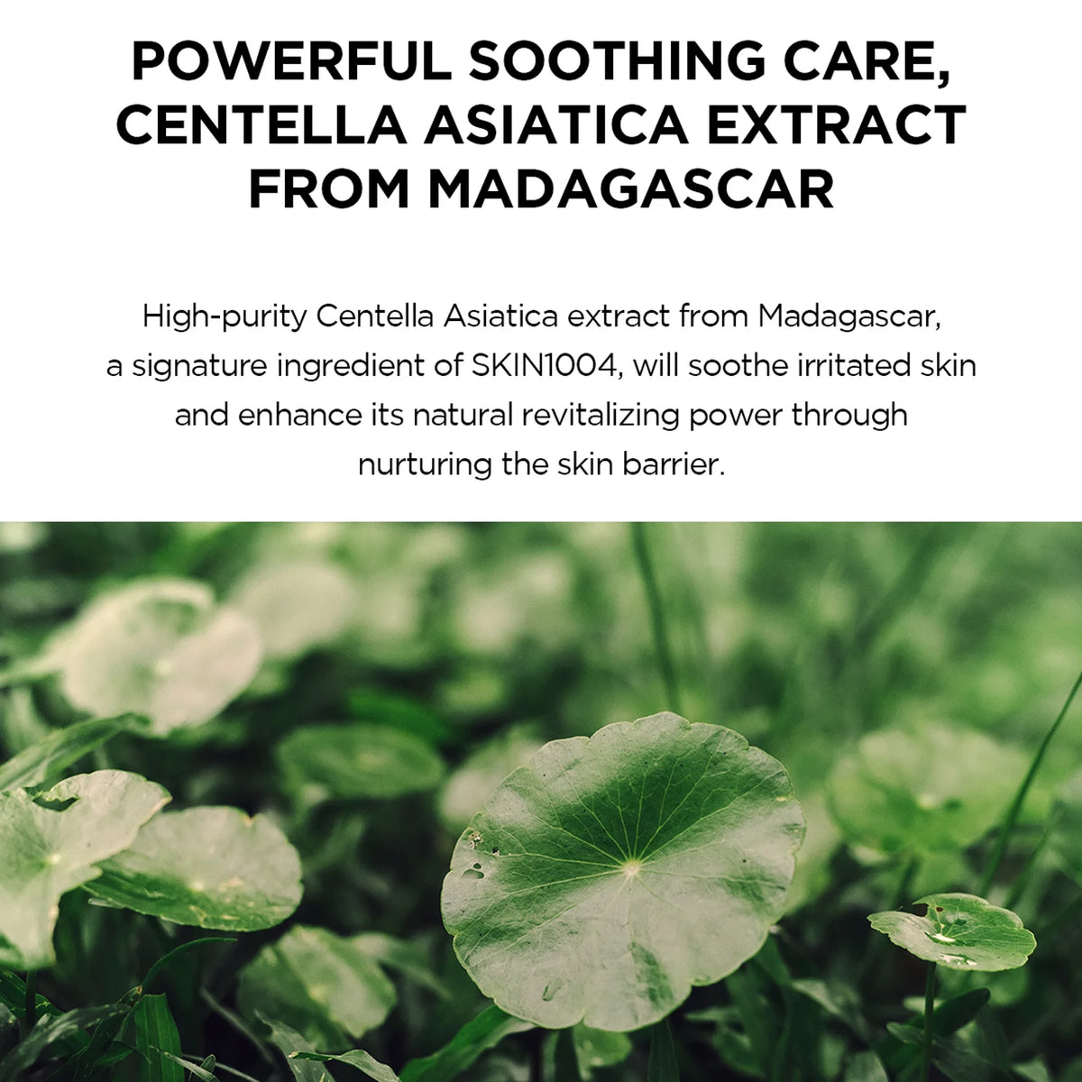 SKIN1004 Madagascar Centella Hyalu - Cica Water - Fit Sun Serum 50ml – Hydrating Sunscreen with Centella & Hyaluronic Acid for Glowing, Protected Skin - Korean Beauty KR